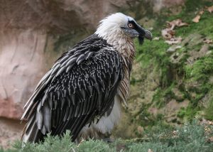 Gypaetus barbatus