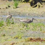 Numenius arquata, Courlis cendré, Wulp