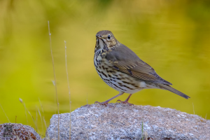 Aves del monte mediterráneo, Turdus philomelos, Grive musicienne, Zanglijster
