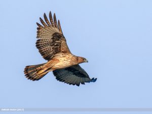 Aquila fasciata, aves de las Arribes del Duero