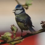 Cyanistes caeruleus