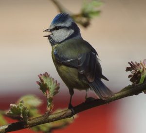 Cyanistes caeruleus, aves insectívoras