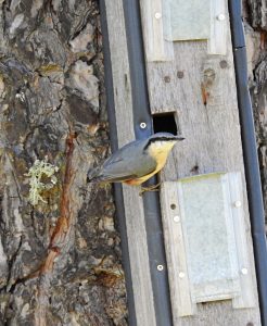 Sitta europaea, aves insectívoras