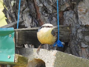 Sitta europaea