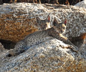 Lynx pardinus