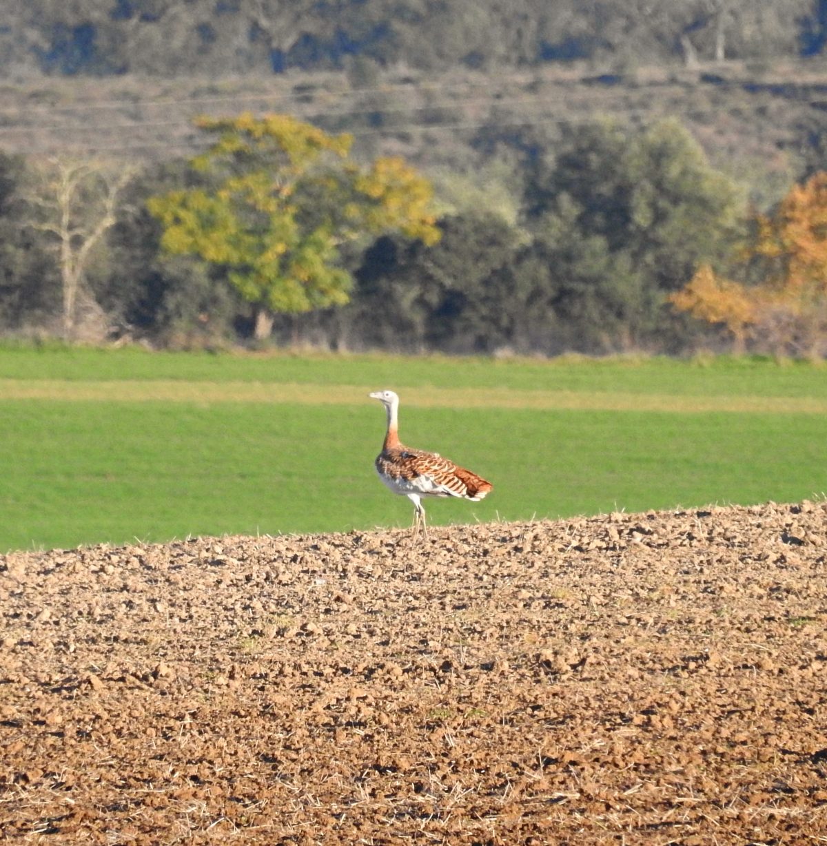 Mejores lugares para ver aves en Extremadura