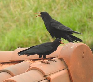 Pyrrhocorax pyrrhocorax, Crave à bec rouge, Alpenkauw