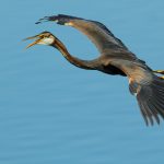 Best places for watching birds in Extremadura