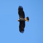 Best places for watching birds in Extremadura