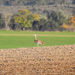 Otis tarda, birds of Extremadura