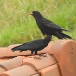 Pyrrhocorax pyrrhocorax