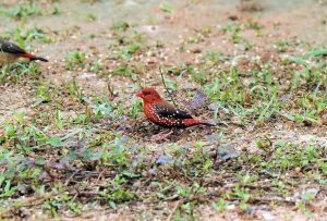 Amandava amandava, Bengali rouge, Roodavontuurvink