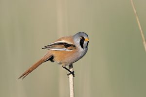 Panurus biarmicus, Panure à moustaches, Baardman