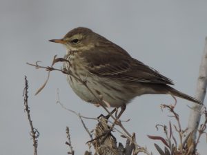 Mountain birds of Extremadura