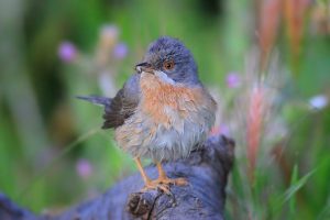 Syvia cantillans, Fauvette passerinette, Westelijke Orpheusgrasmus