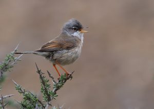 Mediterranean mountain birds