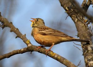 Emberiza hortulana, Bruant ortolan, Ortolaan
