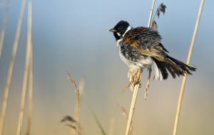Emberiza schoeniclus, Bruant des roseaux, Rietgors