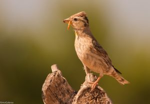 Mountain birds of Extremadura