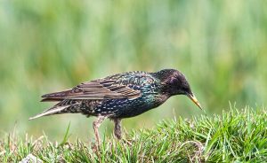 Sturnus vulgaris, Étourneau sansonnet, Spreeuw