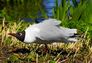 Larus melanocephalus, Mouette mélanocéphale, Zwartkopmeeuw