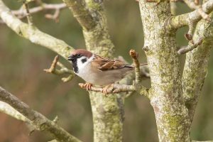 Passer montanus, Moineau friquet, Ringmus