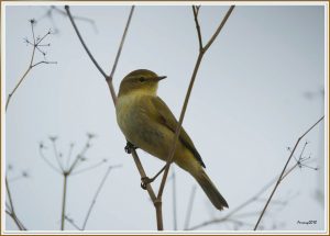 Phylloscopus ibericus