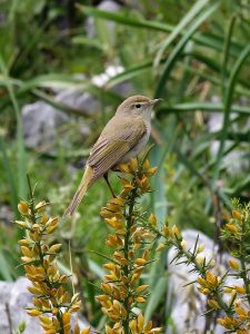 Phylloscopus bonelli