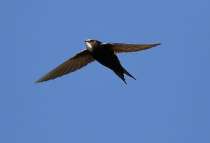 Mountain birds of Extremadura