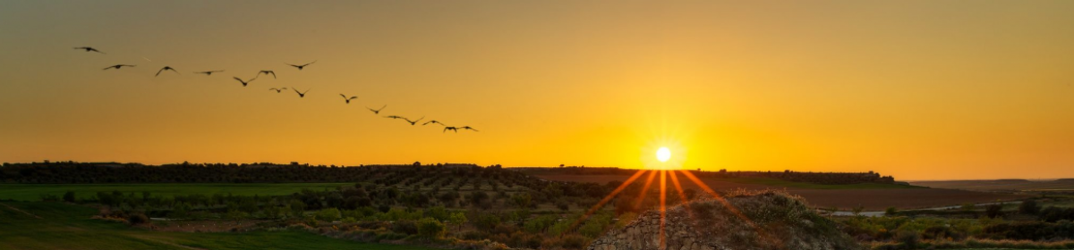 Aves, fauna y naturaleza en Extremadura