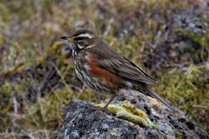 Mediterranean mountain birds