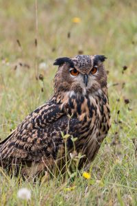 birdwatching in Sierra de San Pedro