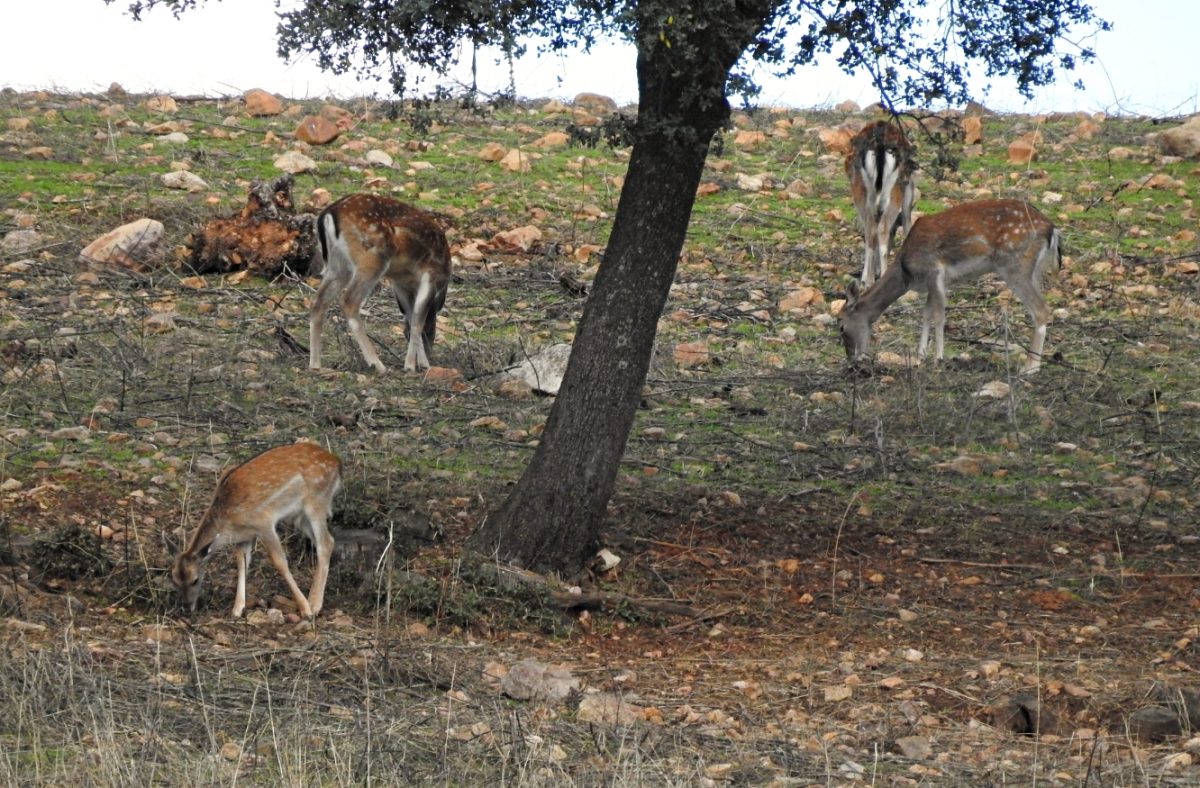 Birding en la Sierra de San Pedro