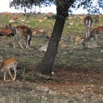 Birding en la Sierra de San Pedro