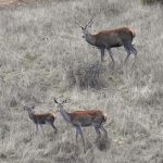 Fauna de la Sierra San Pedro