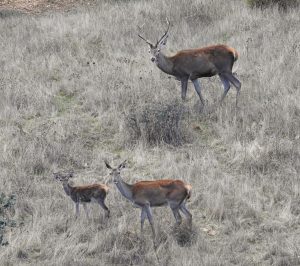 Fauna de la Sierra San Pedro