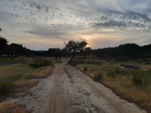 Birdwatching in Sierra de San Pedro