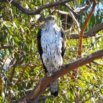 Aves de las Arribes del Duero