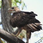 Birds of Arribes del Duero