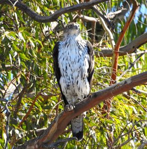 Aquila fasciata