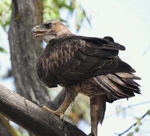 Aquila fasciata, aves de las Arribes del Duero