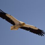 Birds of Arribes del Duero