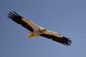 Neophron percnopterus, aves de las Arribes del Duero