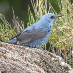 Monticola solitarius, birds of Arribes del Duero