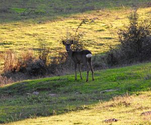 Capreolus capreolus