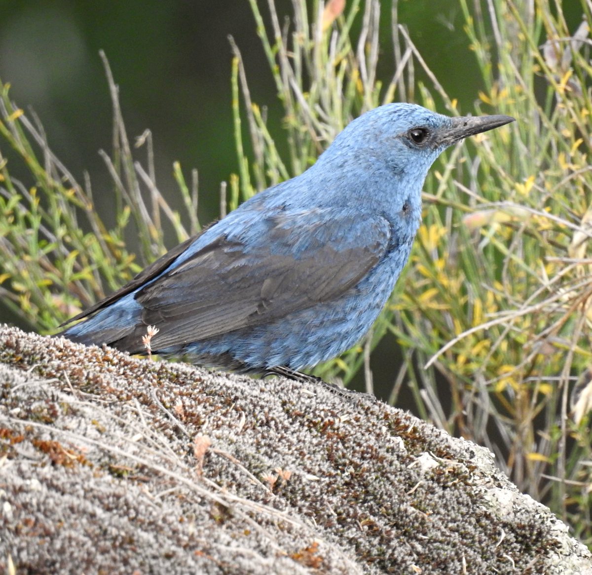 Monticola solitarius