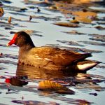 Gallinula chloropus