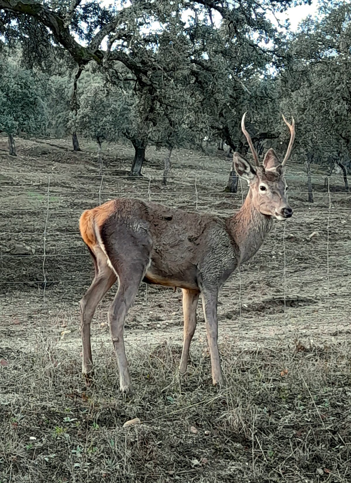 Cervus elaphus