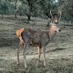 Cervus elaphus