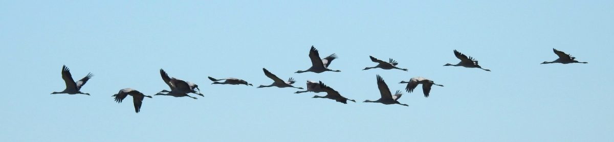 Birds, fauna and nature in Extremadura